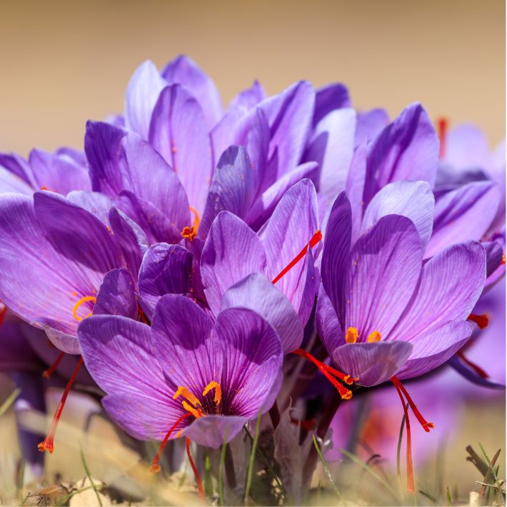 Lifting Spirits with Saffron A Natural Antidepressant Vigorix Health